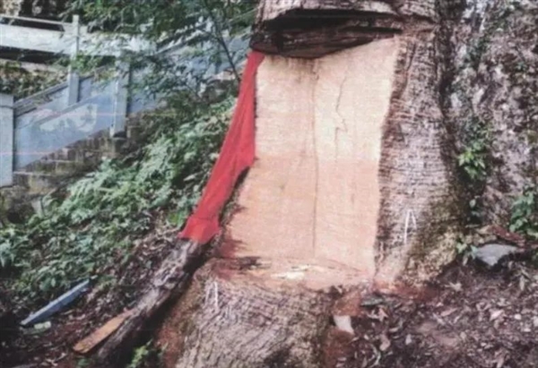 長(zhǎng)在懸崖上的2600歲楠木王多次被盜：為何如此值錢(qián)？