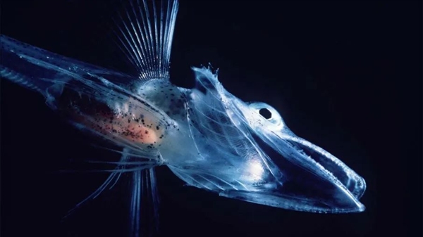 這3種動(dòng)物血液的顏色 你絕對(duì)想不到