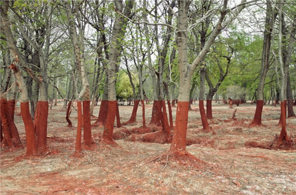一場災(zāi)難讓世界錯(cuò)位變成致命紅色？不是P的、將持續(xù)十年