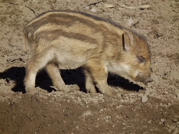 悲慘的美洲“本土野豬”：居然混成了瀕危物種