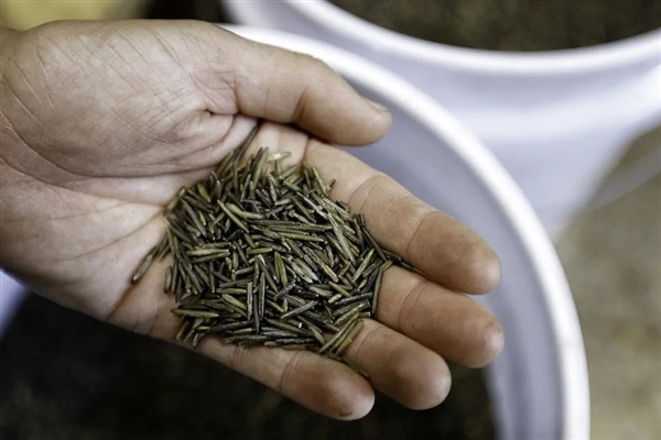 中國失傳1000年的主食！現(xiàn)在又成了“土豪米”：還要從國外進口