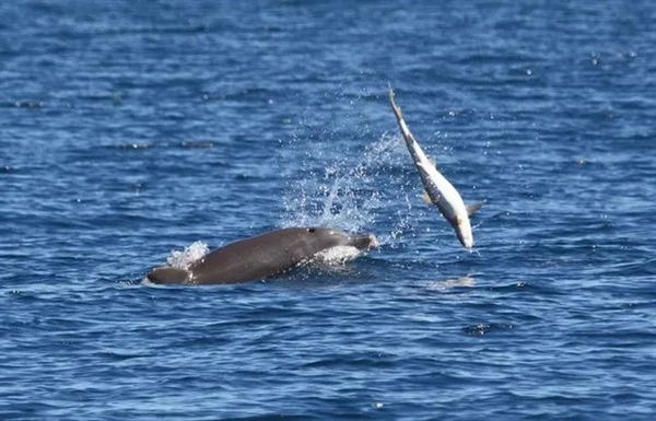 都被海豚豚騙了！名副其實的海洋暴徒：暴力交配數(shù)周