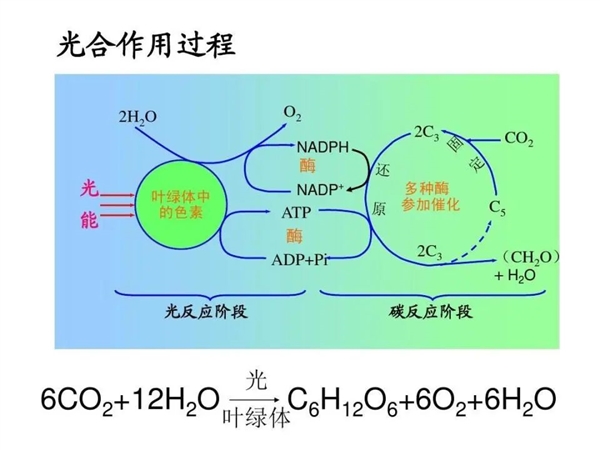 地球最早誕生的生命：光合作用都不存在 它們吃什么呢？