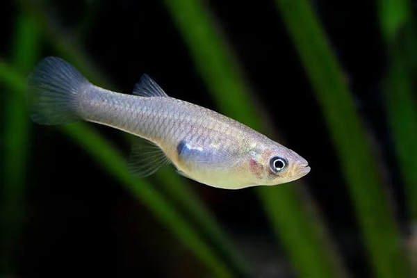 人類吃的一種東西讓公魚(yú)變性、鳥(niǎo)類滅絕：引發(fā)動(dòng)物界大混亂