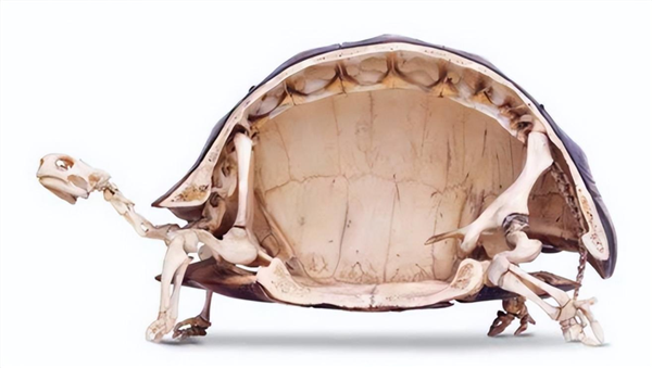 嗦螺螄一樣嗦了15分鐘 鱷魚還是沒能吃掉烏龜