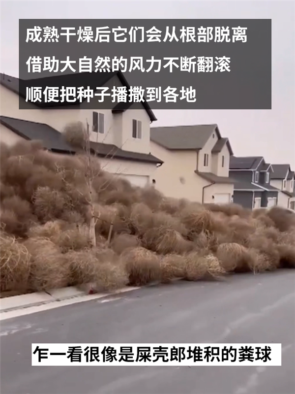 一覺(jué)醒來(lái)美國(guó)猶他州的房屋被草淹了！