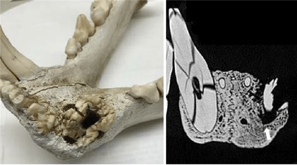 獅子為什么不敢惹豪豬：和它硬杠的 幾乎都沒(méi)有好下場(chǎng)