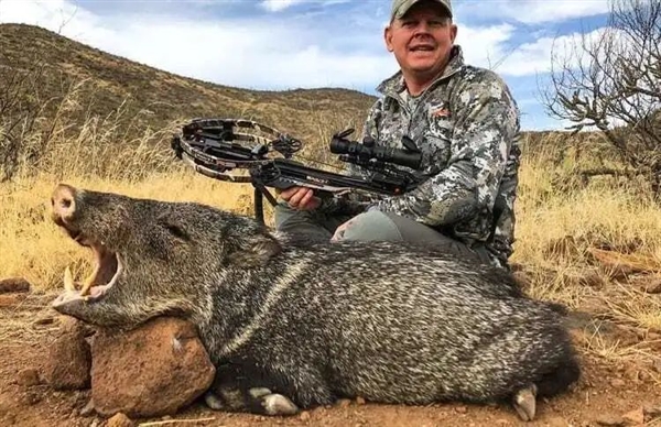 悲慘的美洲“本土野豬”：居然混成了瀕危物種