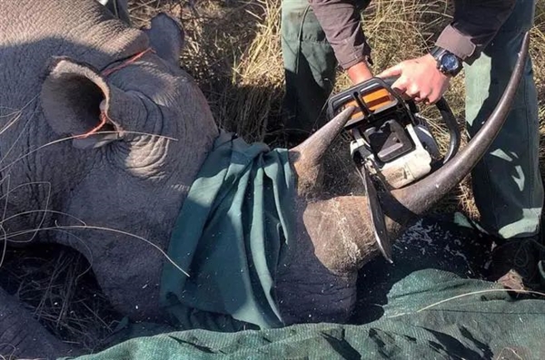 科學(xué)家首次將放射性物質(zhì)注入犀牛角中：以防止偷獵