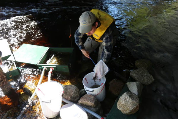 國外黑市鰻魚苗賣到1公斤5800歐：中國養(yǎng)殖鰻這么多為何不出口