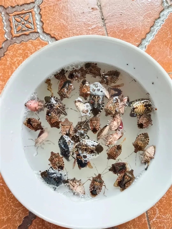 凌晨3點(diǎn) 一排綠色蟲(chóng)卵在我身上孵出14個(gè)崽！