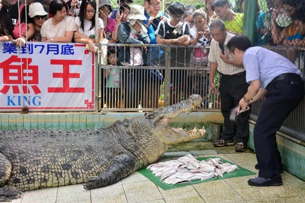 世界最大圈養(yǎng)灣鱷在廈門動(dòng)物園被養(yǎng)死：全身潰爛露骨