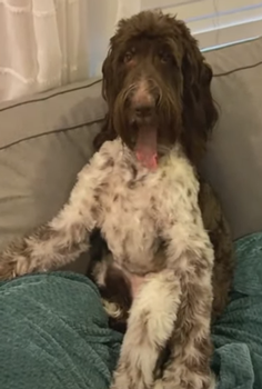 狗子吃掉2萬現(xiàn)金后又拉了出來 主人只能屎里淘金