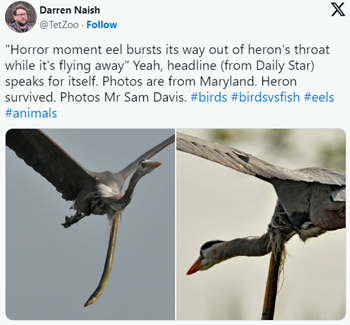 醫(yī)生從患者肚子里扯出一條活鰻魚(yú) 這不比異形還刺激