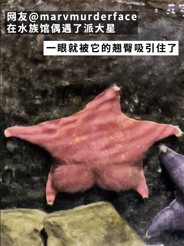網(wǎng)友偶遇翹臀海星！派大星是你嗎？