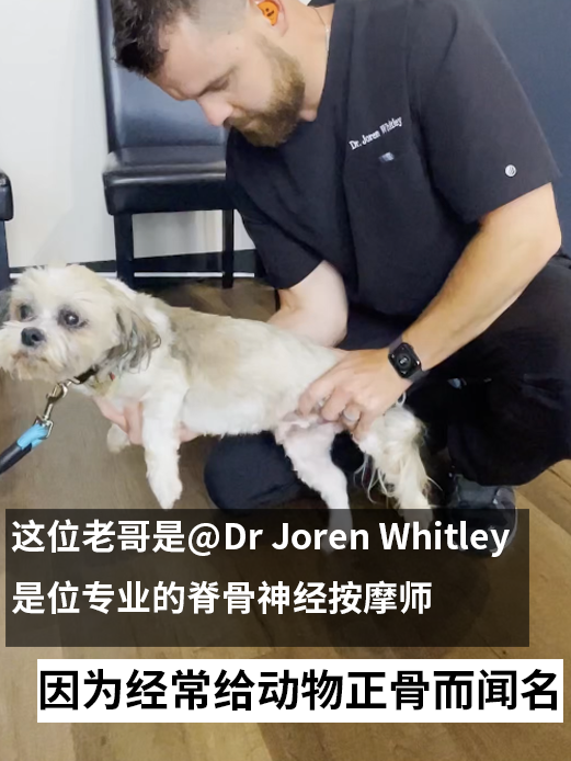 給動(dòng)物做正骨的國外老哥火了：顧客甚至還有蟒蛇！