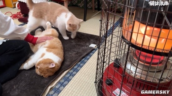 在暖爐前取暖的貓貓：據(jù)說“烤熟了”會(huì)自己離開