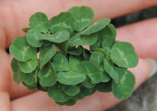 日本老哥種出63片葉子的三葉草 密密麻麻