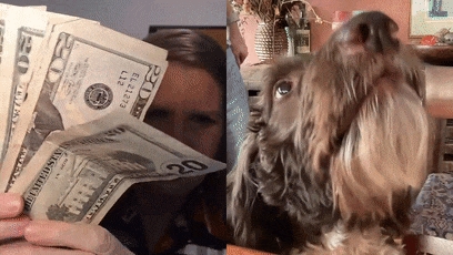 狗子吃掉2萬現(xiàn)金后又拉了出來 主人只能屎里淘金