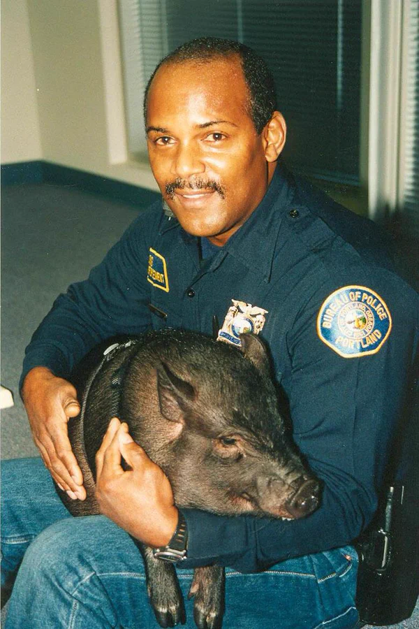 為什么有警犬 卻沒有警豬？因為太能吃嗎？