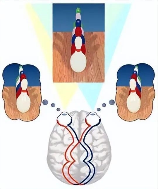 長(zhǎng)著一張人臉！冷血山羊因人類到訪而滅絕