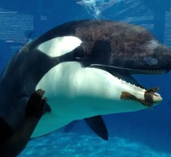 為了嚇跑敵人：這種憤怒的小鳥進(jìn)化出“第二雙眼睛”