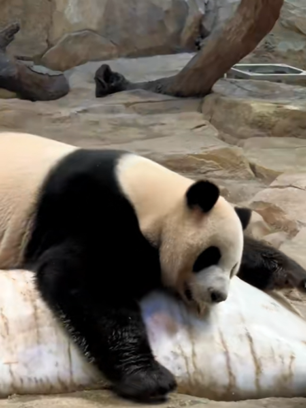 沒有動物能在夏天拒絕冰塊的誘惑：但整活兒還得大熊貓！