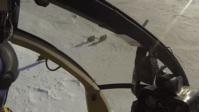 超級野豬要入侵美國！它們強(qiáng)壯聰明又能吃：結(jié)果網(wǎng)友樂瘋了