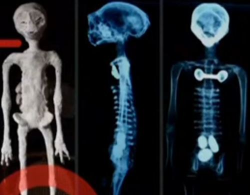 地球上發(fā)現(xiàn)的外星人實(shí)體內(nèi)還有三顆蛋？