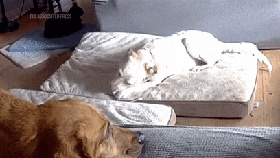 狗子放火把家燒了！不看監(jiān)控屋主這輩子都找不到縱火犯