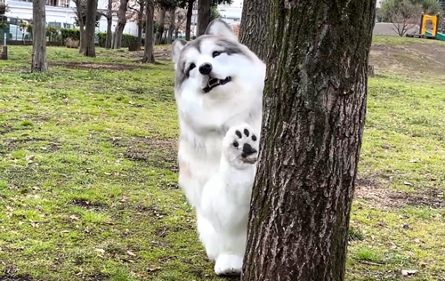 比真狗還狗：日本老哥花300萬(wàn)把自己改裝成了狗