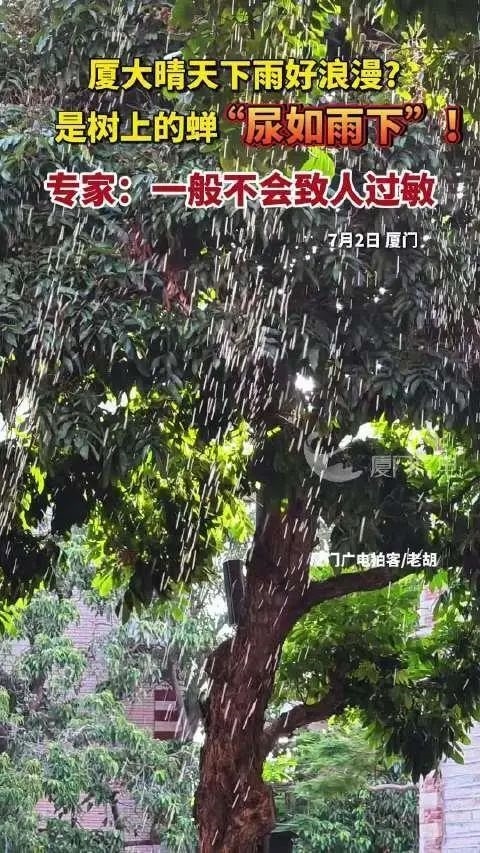 廈大群蟬集體撒尿如下雨：雖是甜的、但不建議品嘗