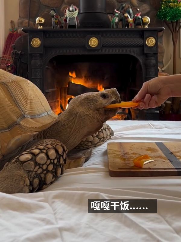 小姐姐養(yǎng)了20多年的龜龜成了大網(wǎng)紅！網(wǎng)友：感覺它能送走幾代人