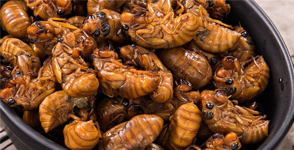 老板娘一天賣出200斤知了日入過萬：剝好售價(jià)高達(dá)400元一斤