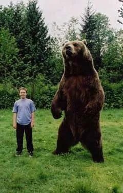 2只灰熊一路跟隨20分鐘！徒步者嚇到腿軟：遇到熊能逃脫嗎？