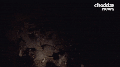 紐約為了滅鼠給老鼠避孕:結(jié)果它們多到成了網(wǎng)紅景點(diǎn)(圖19) 紐約為了滅鼠給老鼠避孕:結(jié)果它們多到成了網(wǎng)紅景點(diǎn)