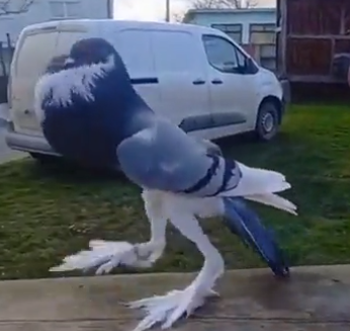 這只鴿子的胸肌為何這么發(fā)達？