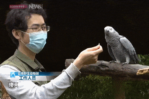 云南灰鸚鵡罵人走紅 網(wǎng)友組團求罵 飼養(yǎng)員無奈：掰不回來