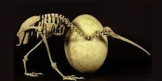 最極端的“生孩子”：幾維鳥產(chǎn)下完全占據(jù)身體空間的蛋