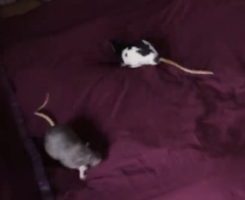 你敢吃嘗嘗嗎！網(wǎng)紅小哥訓(xùn)練老鼠當(dāng)廚師：還做菜給朋友吃