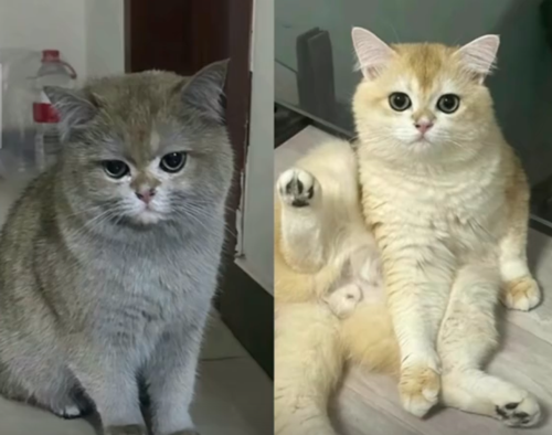 狗子放火把家燒了！不看監(jiān)控屋主這輩子都找不到縱火犯