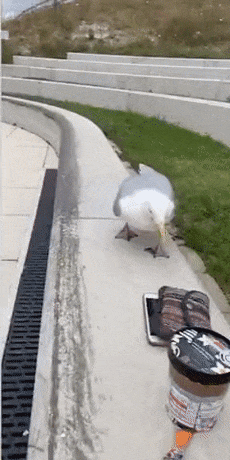 美女自拍時手機被鳥搶走！手機秒變飛機、還拍了視頻