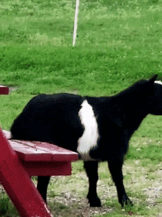 笑死！羊竟然會(huì)用角摳屁股 甚至還能當(dāng)牙簽