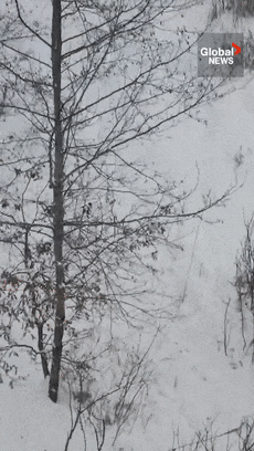 超級野豬要入侵美國！它們強(qiáng)壯聰明又能吃：結(jié)果網(wǎng)友樂瘋了