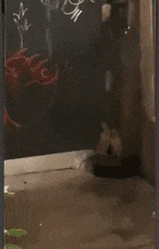 紐約為了滅鼠給老鼠避孕:結(jié)果它們多到成了網(wǎng)紅景點(diǎn)(圖14) 紐約為了滅鼠給老鼠避孕:結(jié)果它們多到成了網(wǎng)紅景點(diǎn)