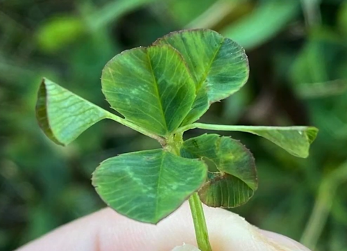 日本老哥種出63片葉子的三葉草 密密麻麻