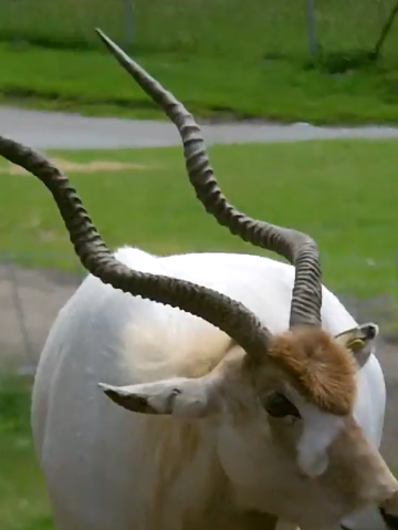 笑死！羊竟然會(huì)用角摳屁股 甚至還能當(dāng)牙簽