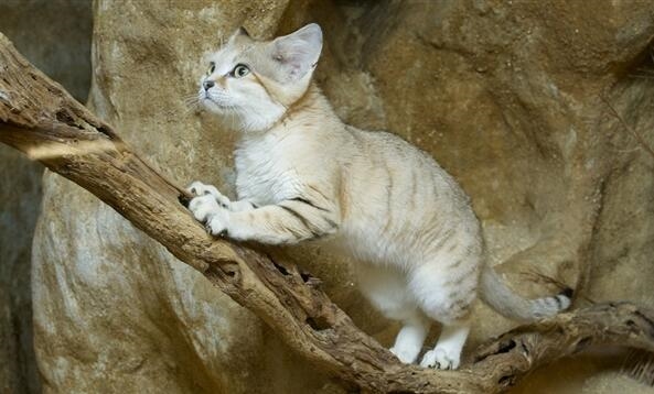 9歲女孩擼貓被抓后視力降至0.1：感染貓爪病