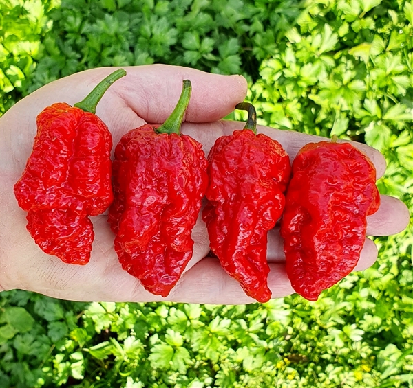 美國(guó)14歲少年挑戰(zhàn)最辣玉米片被辣死：科普世界十大最辣辣椒