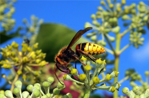 綠化工遭百余馬蜂叮咬后昏迷 醫(yī)生：病情非常危重